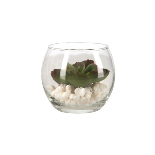 Maceta de vidrio con cactus diámetro 6,9x7,9 cm